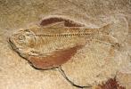 Herring, Knightia, 50 million years ago, Eocene, APAV01P02_11
