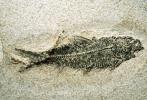 Deplmystus, Fish, 50 million years ago, Wyoming, APAV01P02_13