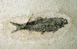 Deplmystus, Fish, 50 million years ago, Wyoming, APAV01P02_14