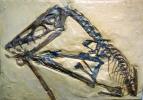 Pterosaur, Scaphognathus crassirostris, 152 million years ago, Rhamphorhynchidae, Munich, APBV01P01_11