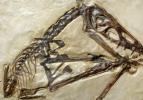 Pterosaur, Scaphognathus crassirostris, 152 million years ago, Rhamphorhynchidae, Munich, APBV01P02_06