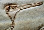 Pterosaur, APBV01P02_08