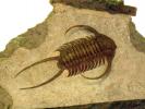(Cheirurus excull), Trilobites, APCD01_002