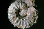 Ammonite, (Jeletzkytes nebrascensis), APCD01_004