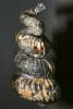 Ammonite (Placenticeras meeki), APCD01_008