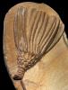 Crinoid (Dizygocrinus nodobrachiatus)