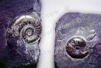 Ammonite, Ammonoid, extinct mollusks with chambered external shells that are distantly related to living Nautilus, APCV01P01_02