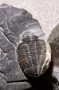 Trilobite, arthropods, APCV01P01_10