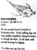 Sea Scorpion, Eurypterus, APCV01P01_15