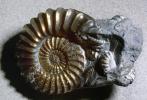 Ammonite, Ammonoid, extinct mollusks with chambered external shells that are distantly related to living Nautilus, APCV01P02_05