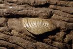 Clam, Dickinsonia costata, 6000 Million years ago, Ediacara Australia, APCV01P02_09