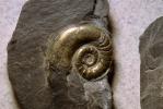 Ammonite, Ammonoid, extinct mollusks with chambered external shells that are distantly related to living Nautilus, APCV01P02_19