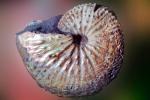 Ammonite, (Discoscaphites conradi) 70 Million Years Ago, Nautilus, APCV01P03_10