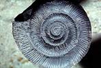 Ammonite, Ammonoid, extinct mollusks with chambered external shells that are distantly related to living Nautilus, APCV01P03_16