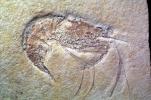 Lobster, prawn, arthropods, 152 Million Years Ago, APCV01P05_08