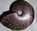 Ammonite, Ammonoid, extinct mollusks with chambered external shells that are distantly related to living Nautilus, APCV01P06_15