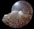 Ammonite, Ammonoid, extinct mollusks with chambered external shells that are distantly related to living Nautilus, APCV01P06_16
