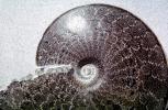 Ammonite, Ammonoid, extinct mollusks with chambered external shells that are distantly related to living Nautilus, APCV01P06_17