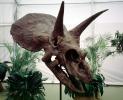 Triceratops horridus, APDV02P03_01