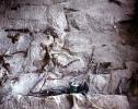 Wall of Bones, Dinosaur Quarry building, Quarry Visitor Center, APDV02P04_09