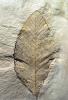Oak Leaf Fossil, Quercus, 15 million years ago, APFV01P01_01