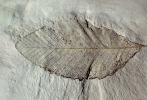 Oak Leaf, Fossil, Quercus, 15 million years ago, APFV01P01_01B