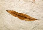 Beech Tree Leaf, Fagus, 15 million years ago, APFV01P01_02