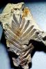 Fern Leaf, Cycad, Cycas, 50 million years ago
