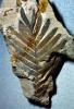 Fern Leaf, Cycad, Cycas, 50 million years ago, APFV01P01_04