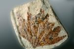 Sycamore Leaf, Macginitin, 50 million years ago, APFV01P01_05