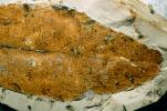 Laurel Leaf Fossil, Cinnamomum. Lauraceae, 50 million yaers ago, APFV01P01_09