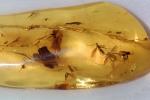 Insect in Amber, Five million years old, APIV01P01_06