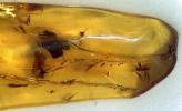 Insect in Amber, Five million years old, APIV01P01_07