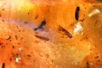 Insect in Amber, Five million years old, APIV01P01_09