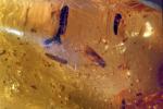 Insect in Amber, Five million years old