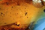 Worker Ant, Dolichoderinae, Baltic Amber, Hymenoptera, Insect in Amber, APIV01P01_18