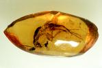 Sugar Ant, Compontus, Insect in Amber, Hymenoptera, APIV01P02_05