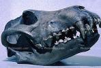 Dire Wolf, 30 thousand years ago, (Canis dirus), Wolves, skull, fangs, teeth, APMV01P01_12