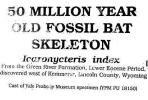 Icaronycteris indes, Fossil Bat Skeleton, 50 million years ago