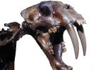 Saber Tooth Tiger Skull, APMV01P02_10