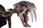 Saber Tooth Tiger Skull, APMV01P02_11