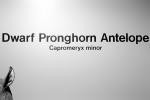 Dwarf Pronghorn Antelope