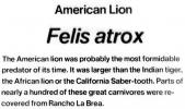 American Lion, Felis atrox