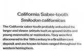 California Sabre Tooth Cat, Carnivoran (Smilodon californicus)