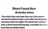 Short Faced Bear (Arctodus simus)