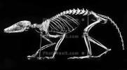 Skeleton, APMV01P03_16
