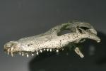 American Alligator, (Alligator mississippiensis), Crocodylia, Alligatoridae, ARAD01_001
