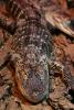 American Alligator, (Alligator mississippiensis), Crocodylia, Alligatoridae, ARAD01_005