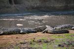 Nile crocodile, (Crocodylus niloticus), Crocodylidae, Crocodylinae, freshwater, Katavi National Park, Tanzania, ARAD01_015