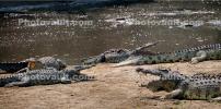 Nile crocodile, (Crocodylus niloticus), Crocodylidae, Crocodylinae, freshwater, Katavi National Park, Tanzania, ARAD01_016